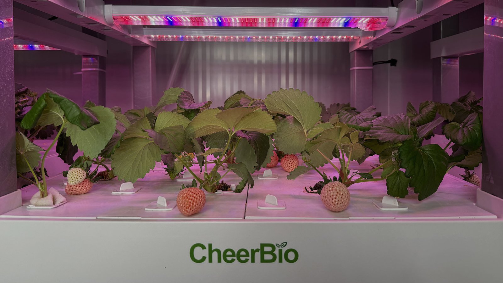 Modern consumer enjoying smart IoT one-click planting experience