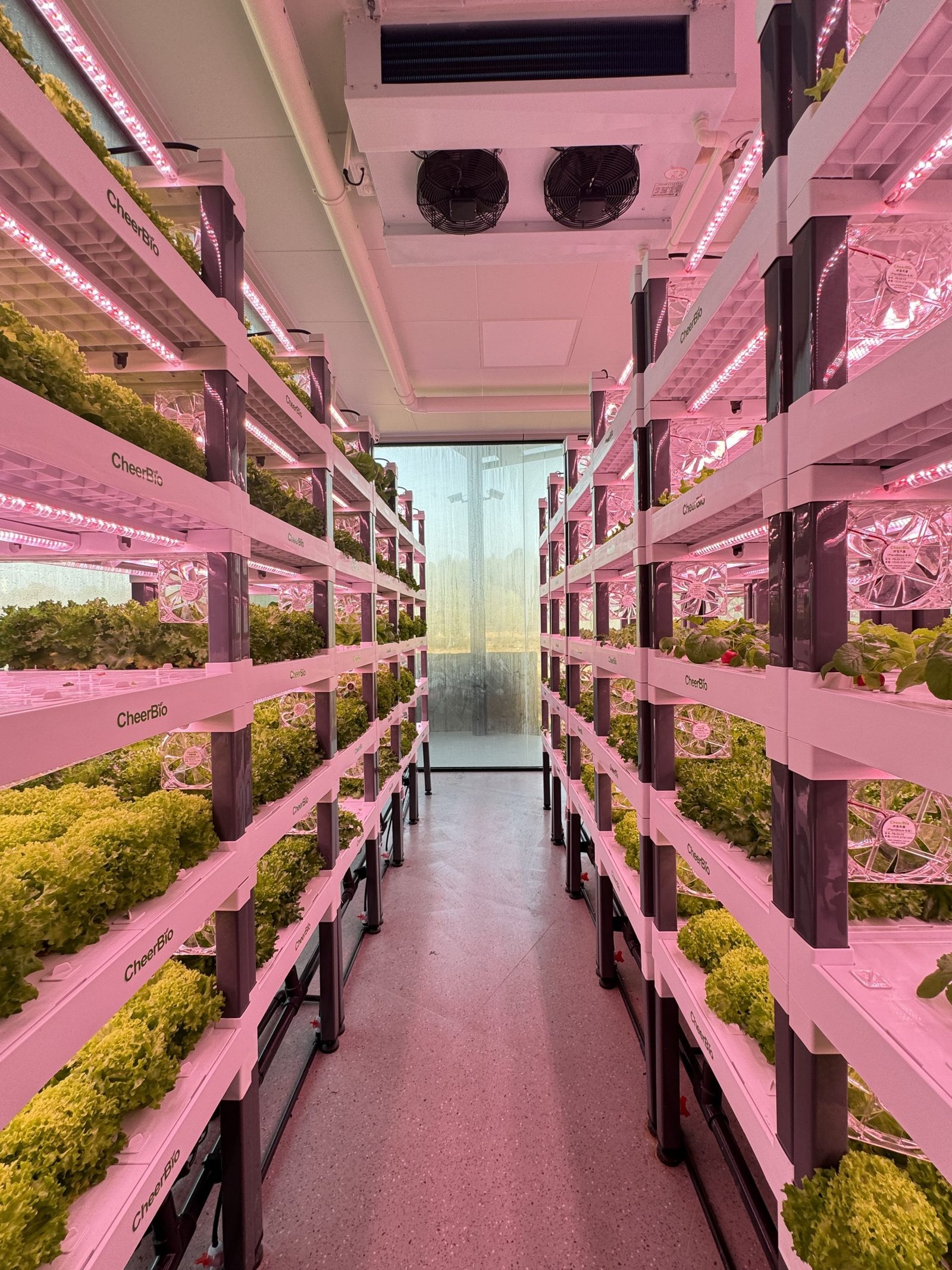 Neon lit hydroponic system at night creating an atmospheric vibe