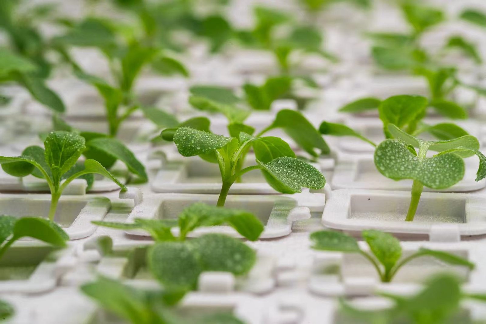 Solid Hydroponic Fertilizer Crystals